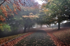 Autumn 4